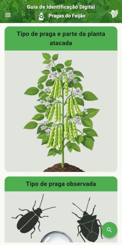 Apps facilitam identificação de pragas do feijão