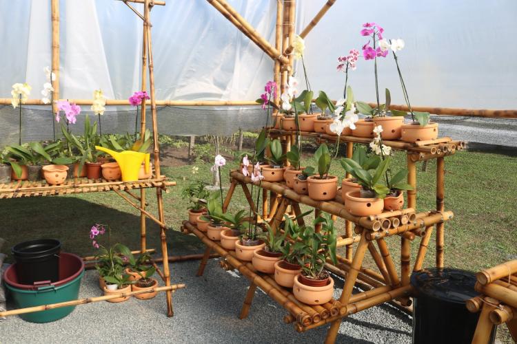 Orquidário de bambu