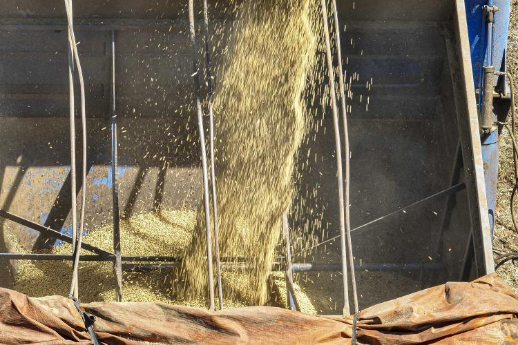 Soja impulsionou a balança comercial do Paraná no primeiro quadrimestre