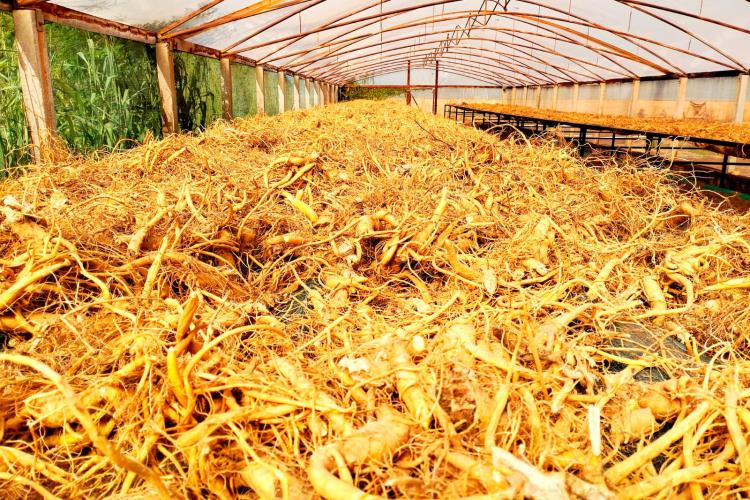 25º do Paraná: ginseng de Querência do Norte conquista selo de Indicação Geográfica