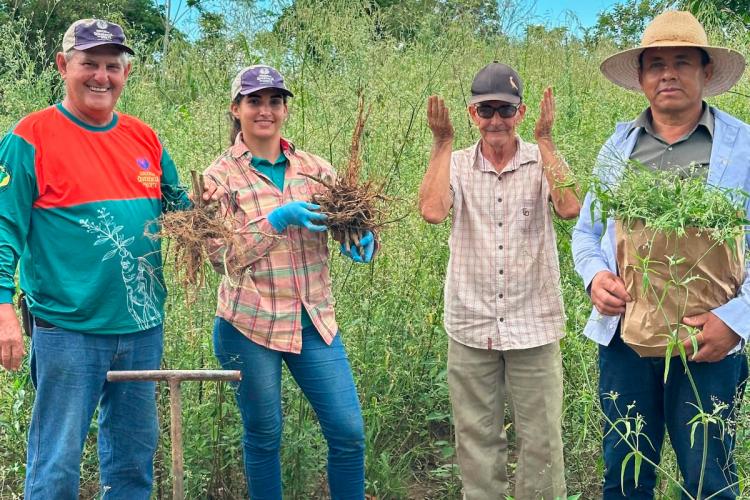 25º do Paraná: ginseng de Querência do Norte conquista selo de Indicação Geográfica