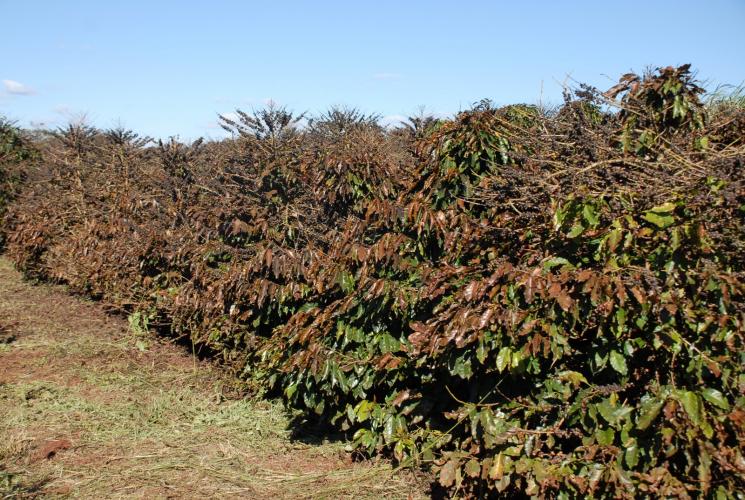 Prejuízos causados pela geada em cafezal