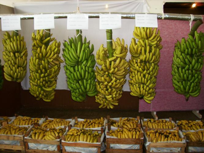 Concurso de cachos de banana