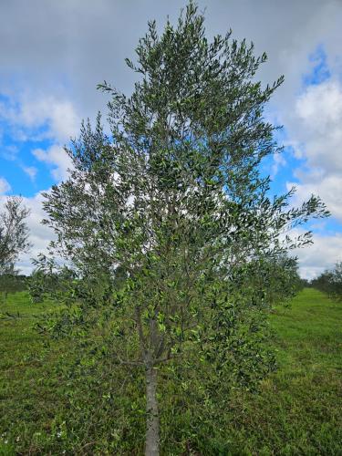 69 municípios paranaenses podem cultivar oliveiras