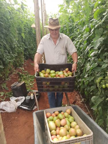 Tomates produzidos sem defensivo químico