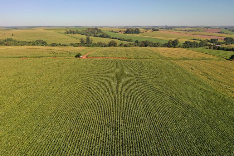 Área do milho na primeira safra cresce 31% no Paraná e será recorde na segunda
