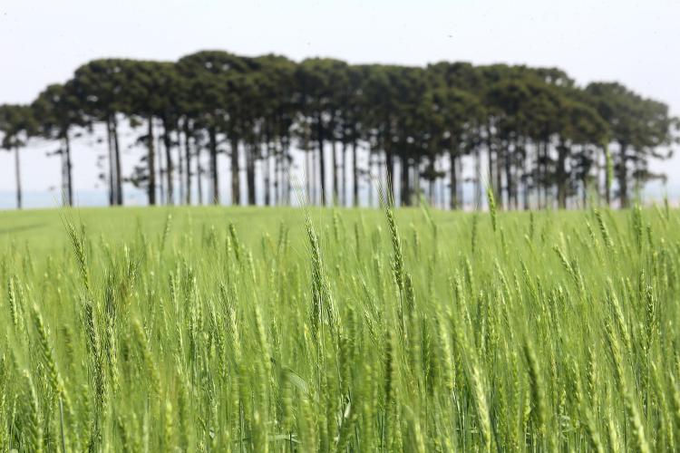 Paraná deve ter safra recorde de 550 mil toneladas de cevada em 2026