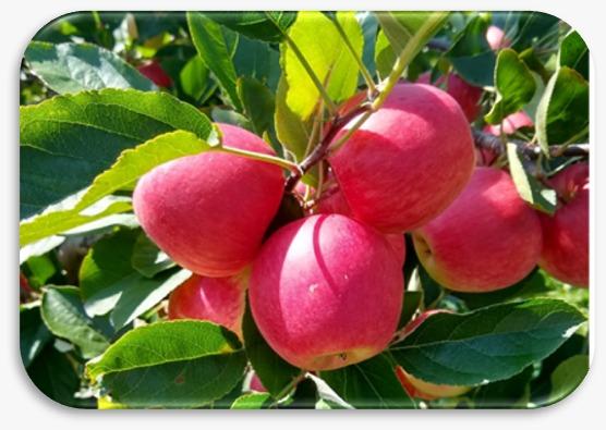 Produtores terão nova cultivar de maçã