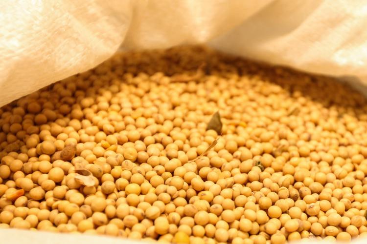 Paraná lidera abate de frangos e soja avança acima da média, aponta boletim do Deral