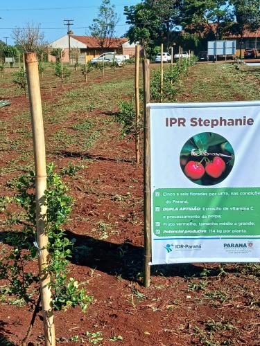 Acerola é alternativa para fruticultores