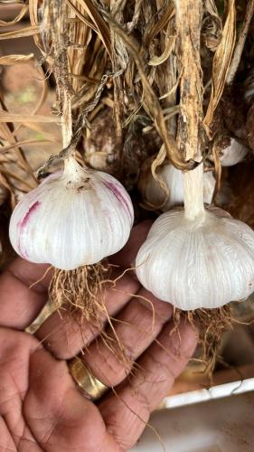 Com avanço da área cultivada, Noroeste fortalece produção de alho no Paraná