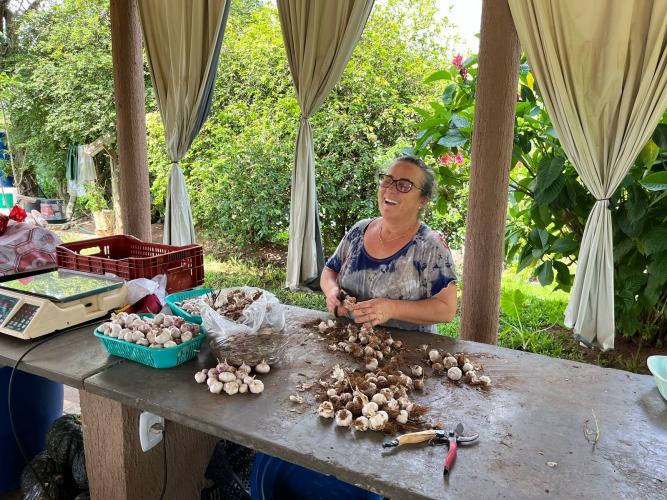 Com avanço da área cultivada, Noroeste fortalece produção de alho no Paraná