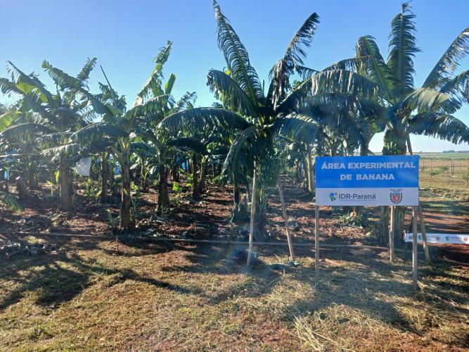 Variedades mais produtivas são apresentadas na Estação de Pesquisa do IDR-Paraná