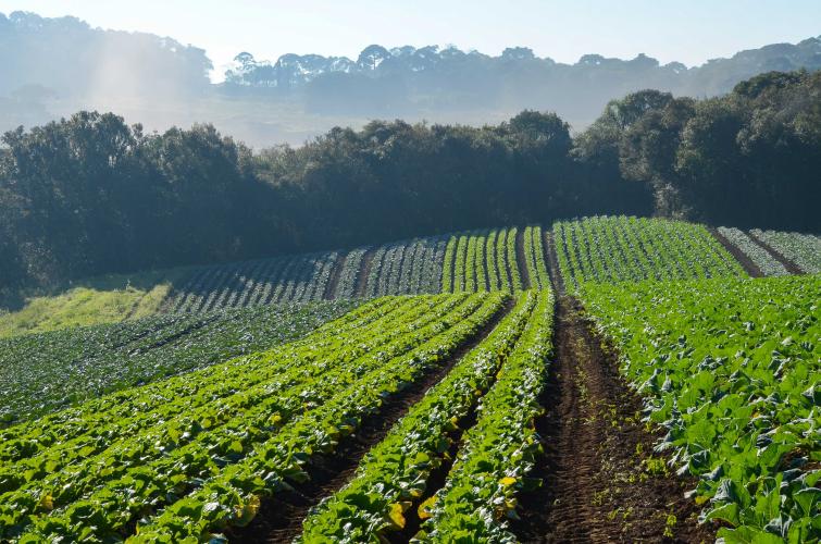 Produção orgânica é tema de evento em Campo Mourão nesta quinta-feira