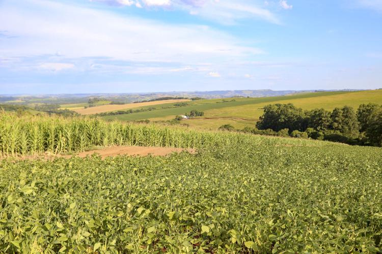 Café mais barato na prateleira e soja em alta nas exportações, mostra boletim do Deral