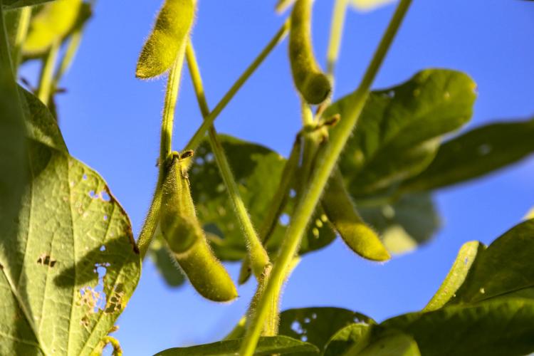 Café mais barato na prateleira e soja em alta nas exportações, mostra boletim do Deral