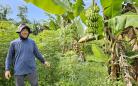 Paraná tem potencial para duplicar a produtividade dos bananais
