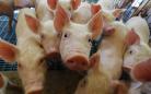 Chile reconhece status sanitário do Paraná e produtores poderão vender carne ao país