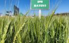 IDR-Paraná lança cultivar de trigo: IPR Batovi
