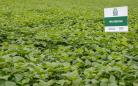 Cultivar de feijão criada pelo IDR-Paraná é destaque em congresso internacional