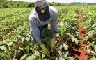 Painel Agropecuária Paranaense amplia divulgação sobre crescimento da produção