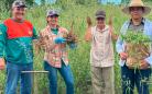  25º do Paraná: ginseng de Querência do Norte conquista selo de Indicação Geográfica 