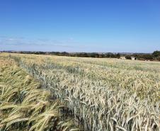 Triticale