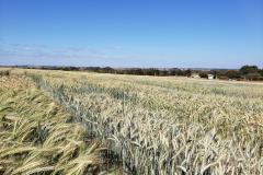 Triticale