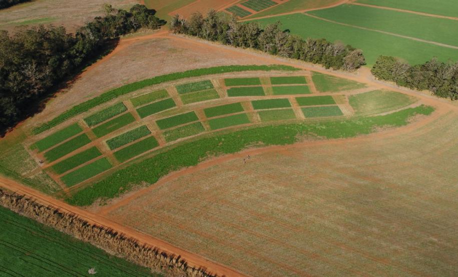 Grãos - Soja e Milho - 03