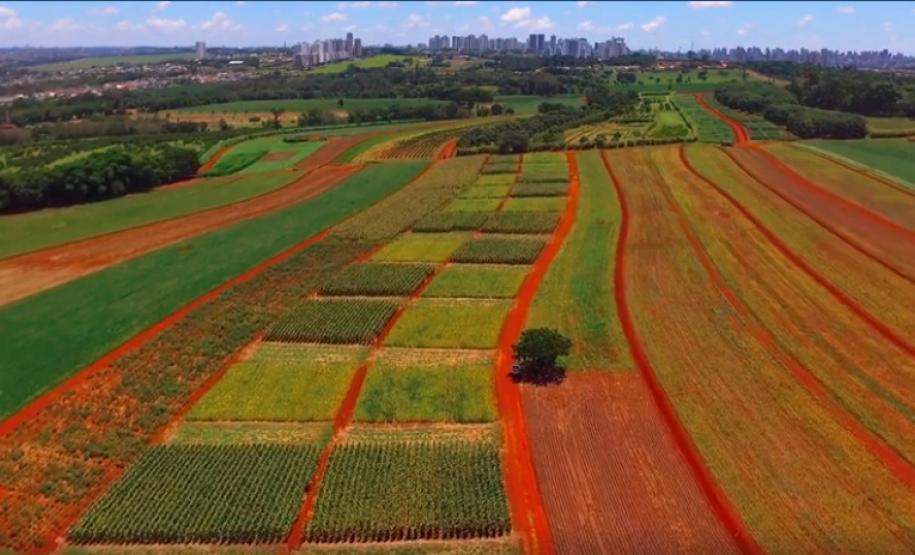 Grãos - Soja e Milho - 02