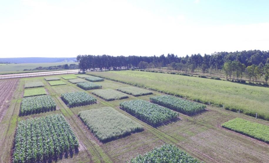 Grãos - Soja e Milho - 04