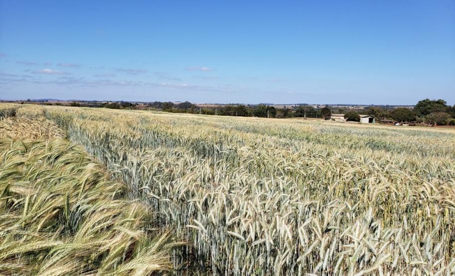 Triticale