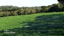 Produtores aproveitam a entressafra para plantar aveia