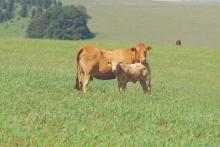 4° Dia de Campo Pecuária de Corte