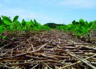 Solo protegido reduz efeitos do clima - Negócios da Terra