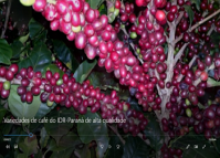 Variedades de café do IDR-Paraná de alta qualidade