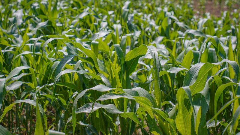Protoginia em lavoura de milho pode quebrar a produção 