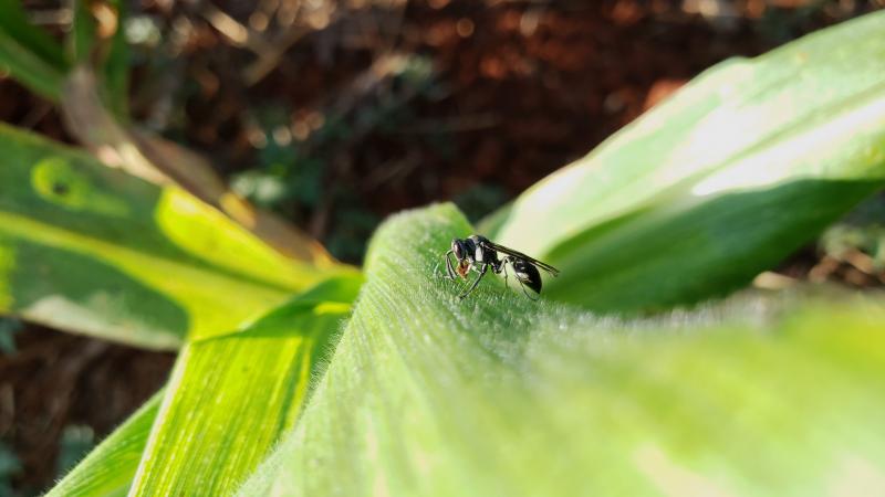 Pragas agrícolas: aplicativo facilita identificação de inimigos