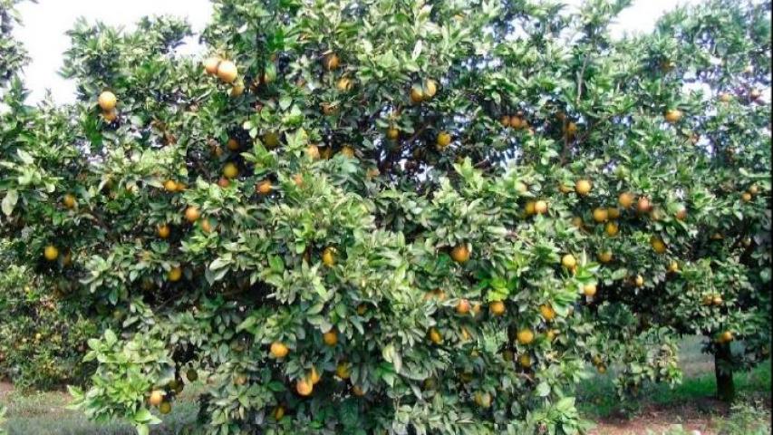IDR-Paraná avalia porta-enxertos para laranja Shamouti