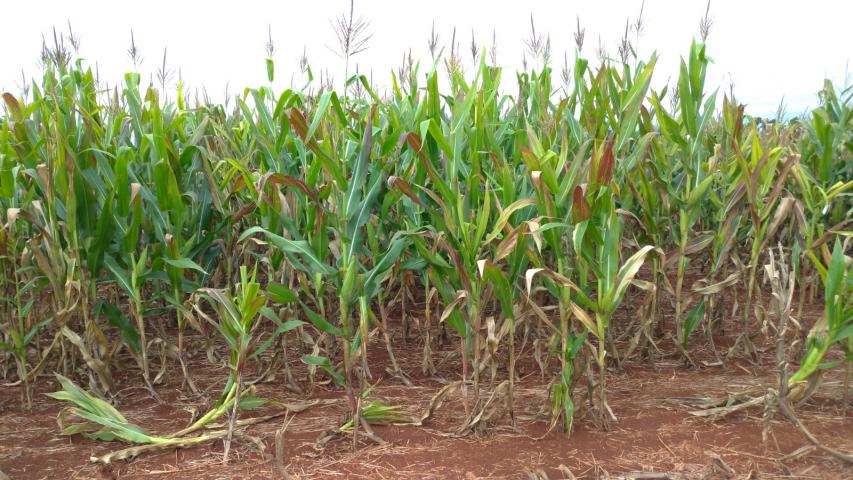 IDR-Paraná discute enfezamento do milho no Show Rural