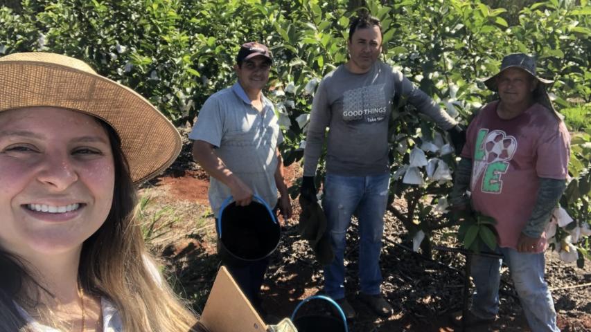 Técnica dos produtores e apoio do Estado ajudaram Carlópolis a virar Capital Nacional da Goiaba