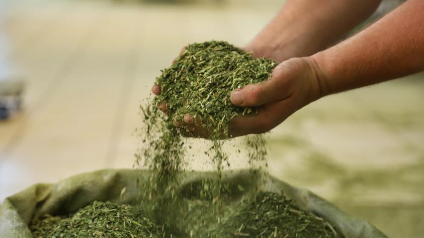 Cultivo de erva-mate do Paraná vira Patrimônio Agrícola Mundial das Nações Unidas
