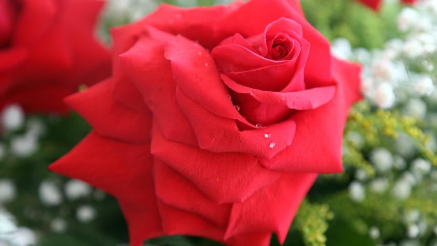 De olho no Dia das Mães: plantio de rosas alcança 265,8 mil dúzias em 10 cidades no Paraná