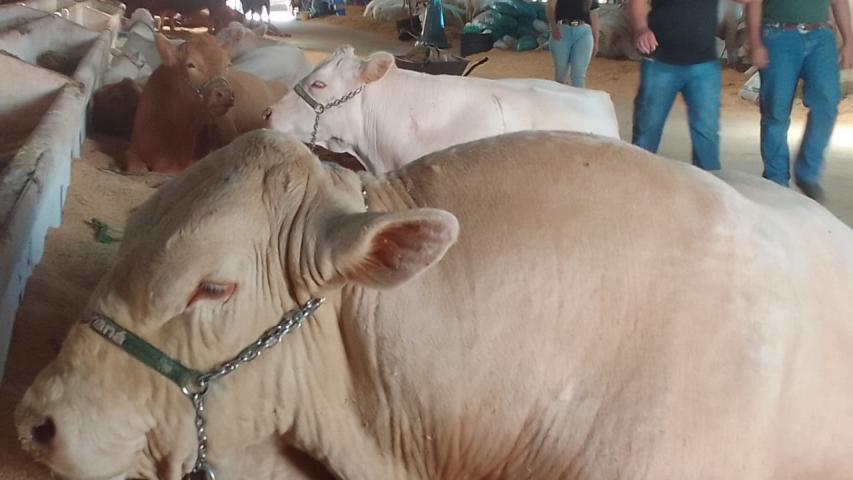 Purunã: raça paranaense é destaque do IDR-Paraná na Expoingá