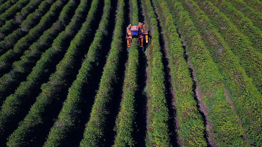 Com avanço na colheita do café, produtores começam a se apropriar do preço em alta