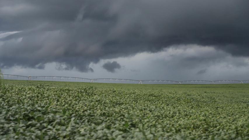 Chuvas são benéficas para produtores de trigo e cevada, aponta boletim do Deral