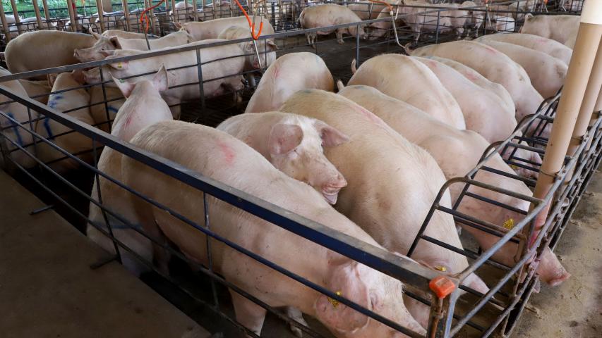 Paraná tem melhor semestre em exportações de suínos com embarque de 110,7 mil toneladas