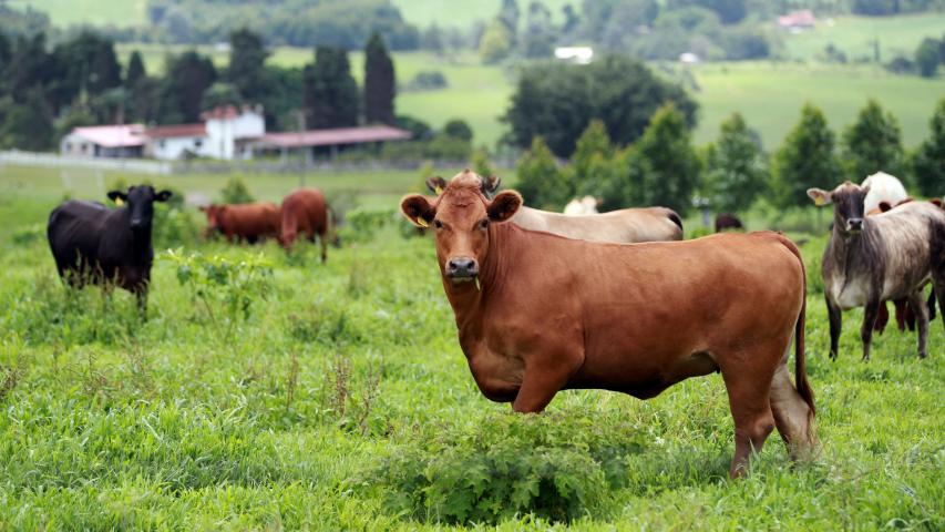 Boletim do Deral destaca avanço da bovinocultura e impacto das geadas nas lavouras
