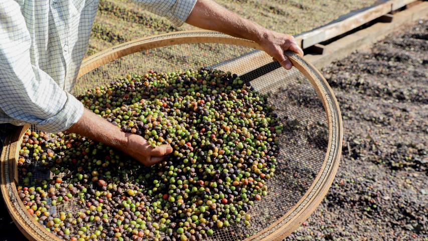 Valorização: café de Mandaguari conquista a 20ª Indicação Geográfica do Paraná