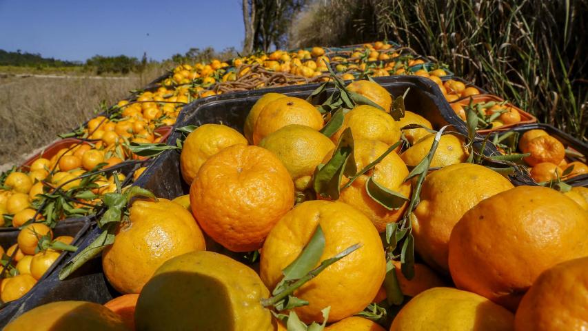 Sabor único: ponkan de Cerro Azul é a 21ª Indicação Geográfica do Paraná